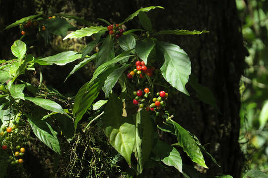 Image of Psychotria carthagenensis Jacq.