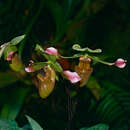 Image de Paphiopedilum bullenianum (Rchb. fil.) Pfitzer