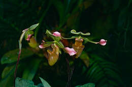 Image of Bullen's Paphiopedilum