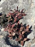 Image of Crassula perfoliata var. heterotricha (Schinz) Tölken