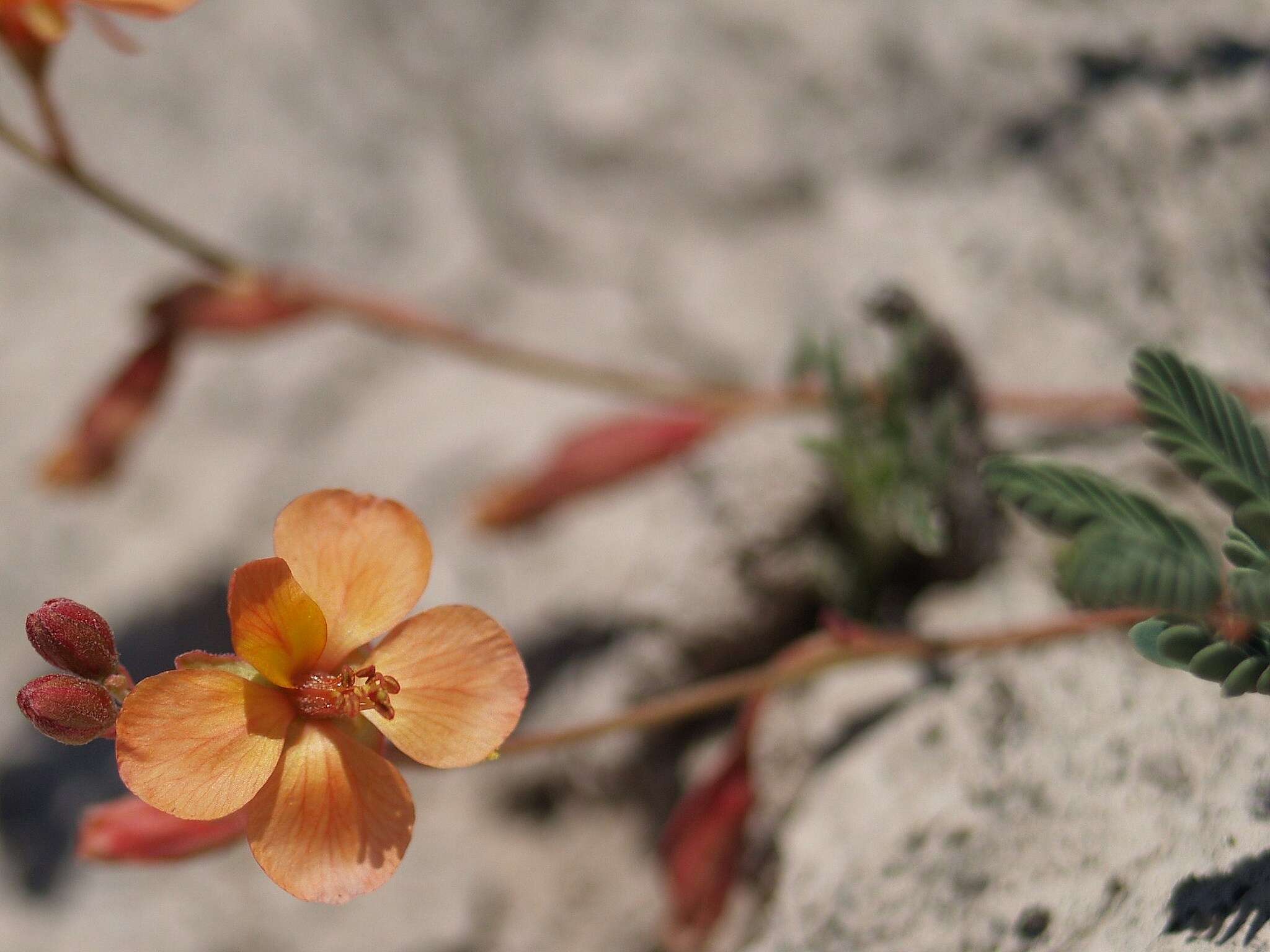 Image of Hoffmannseggia watsonii (Fisher) Rose