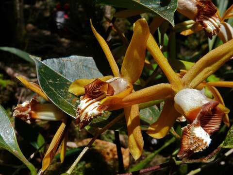 Image of Coelogyne radioferens Ames & C. Schweinf.