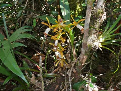 Image of Coelogyne radioferens Ames & C. Schweinf.