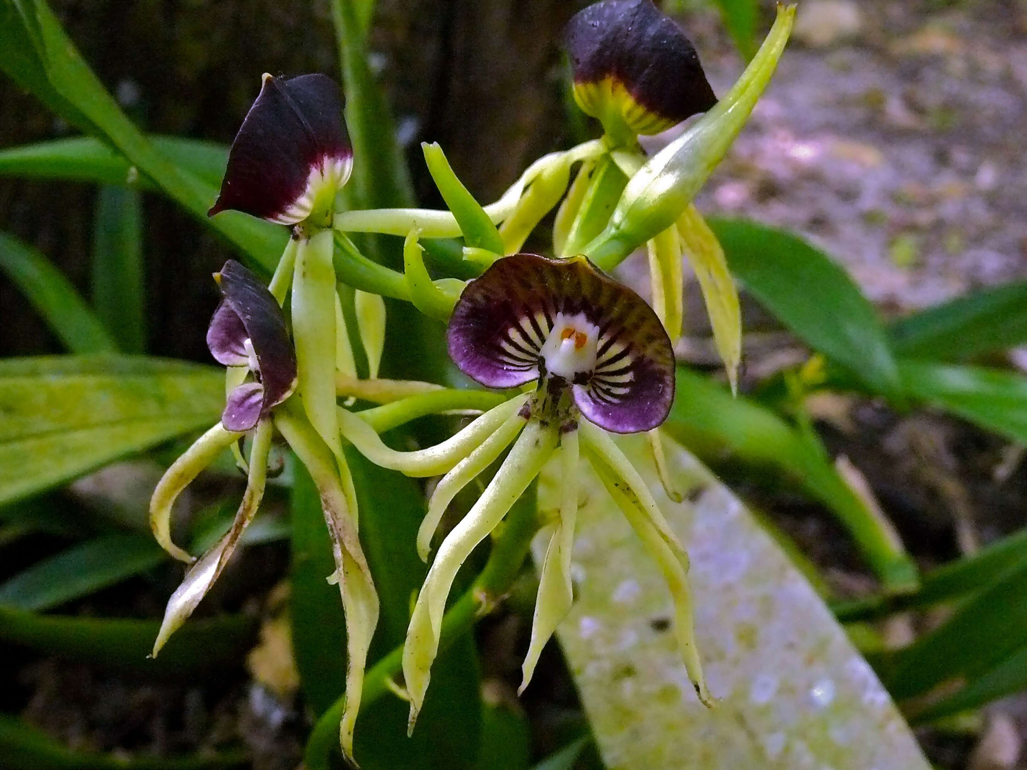 Слика од Prosthechea cochleata (L.) W. E. Higgins