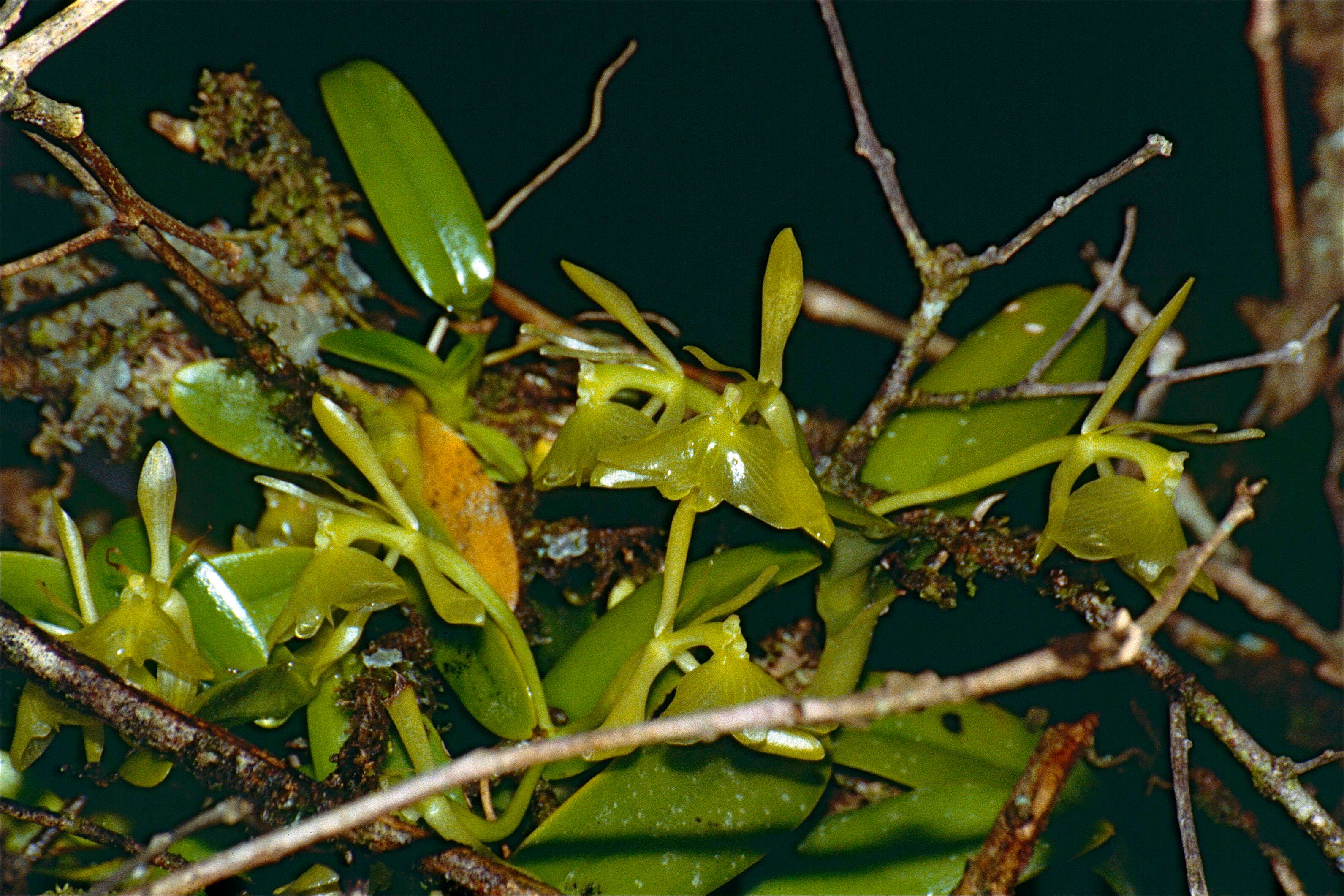 Image of Epidendrum difforme Jacq.