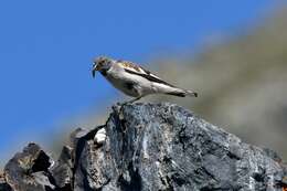 Image of Snowfinch