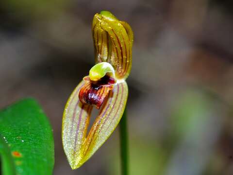 Image of Maxillaria lineolata (Fenzl) Molinari