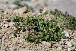 Image of Salix breviserrata B. Flod.