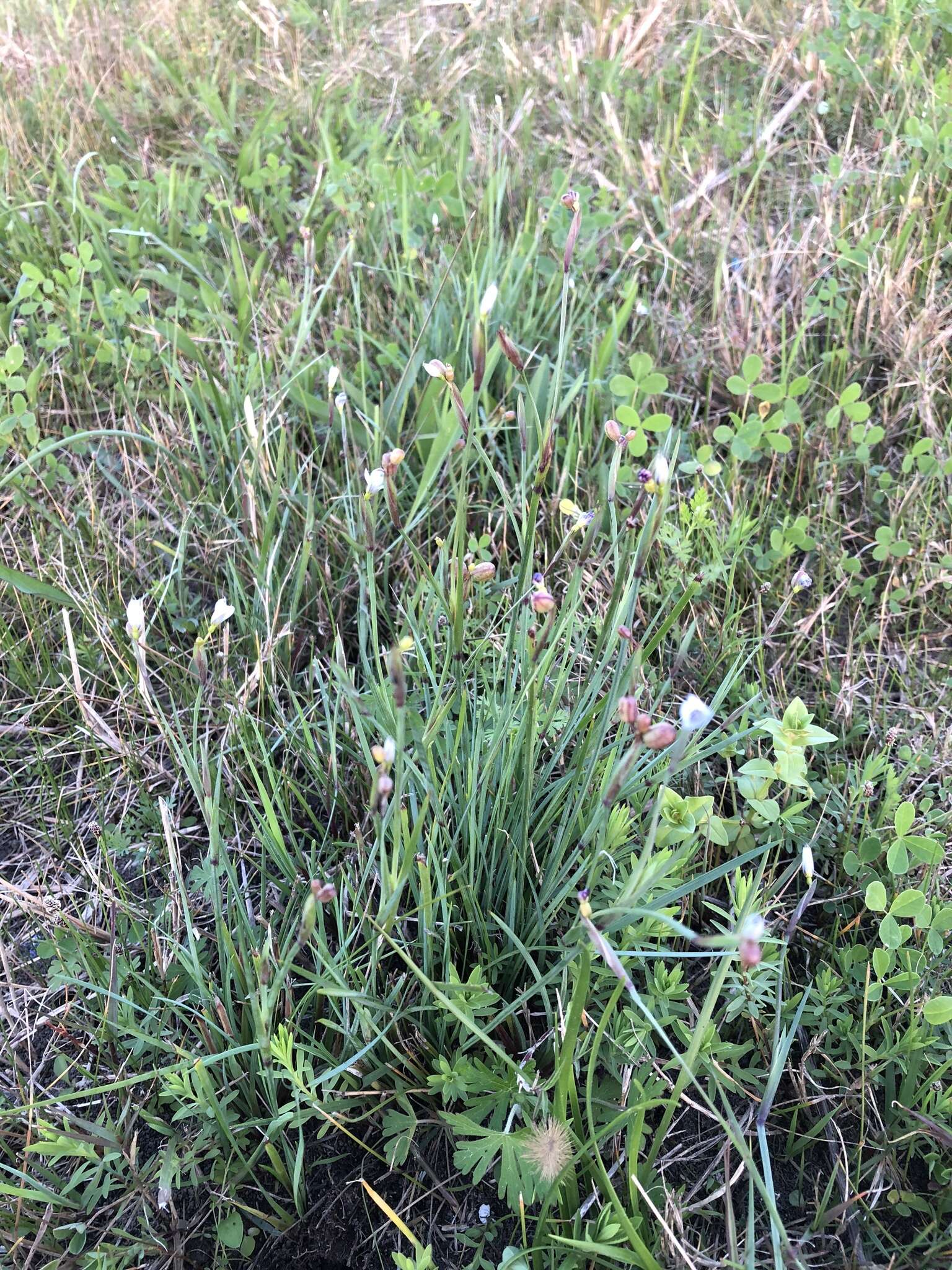 Image of Wiry Blue-Eyed-Grass