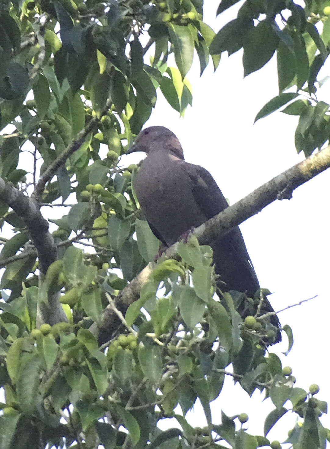 Patagioenas nigrirostris (Sclater & PL 1860) resmi