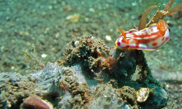 Image of Hypselodoris Stimpson 1855