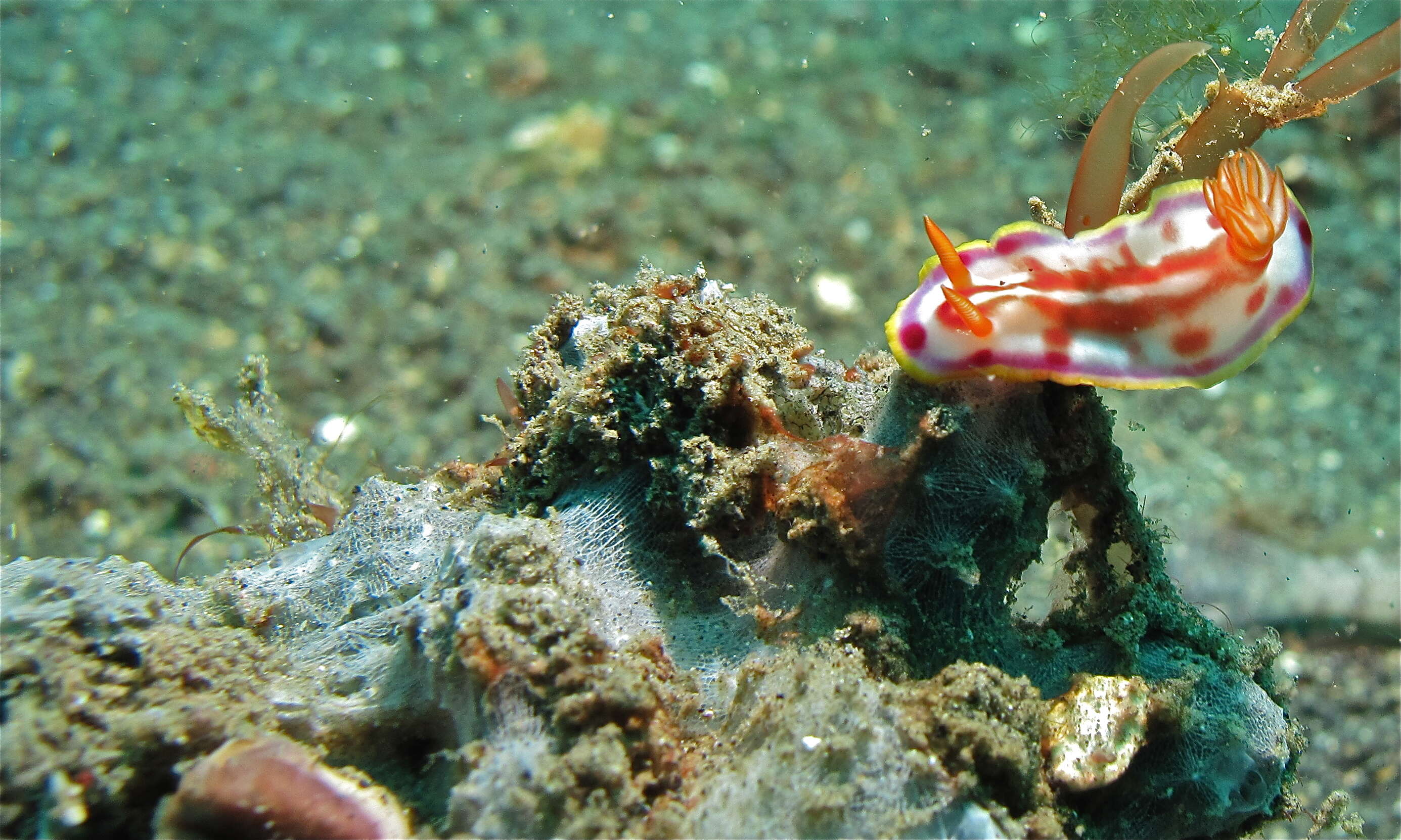 Sivun Hypselodoris Stimpson 1855 kuva