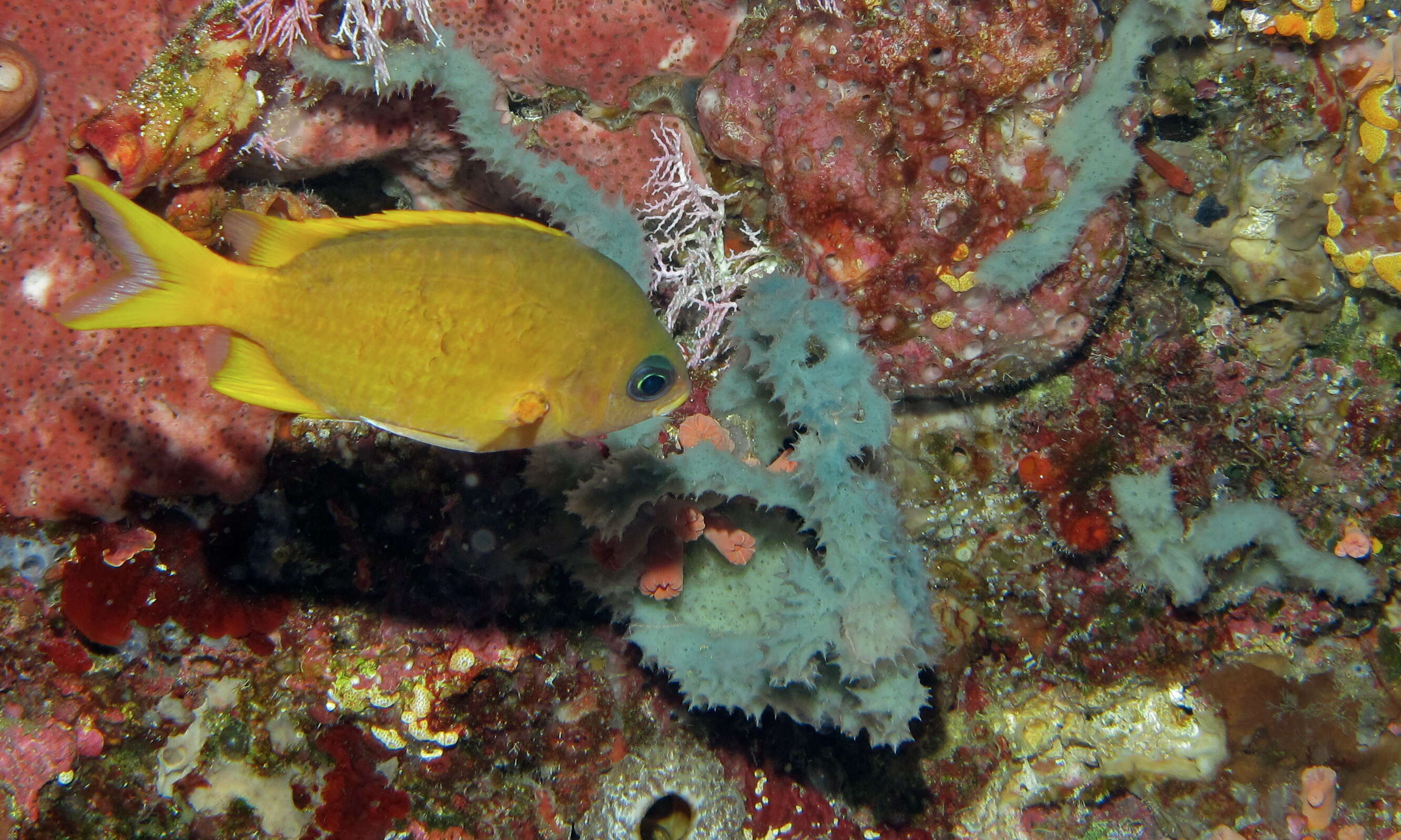 Image de Chromis analis (Cuvier 1830)