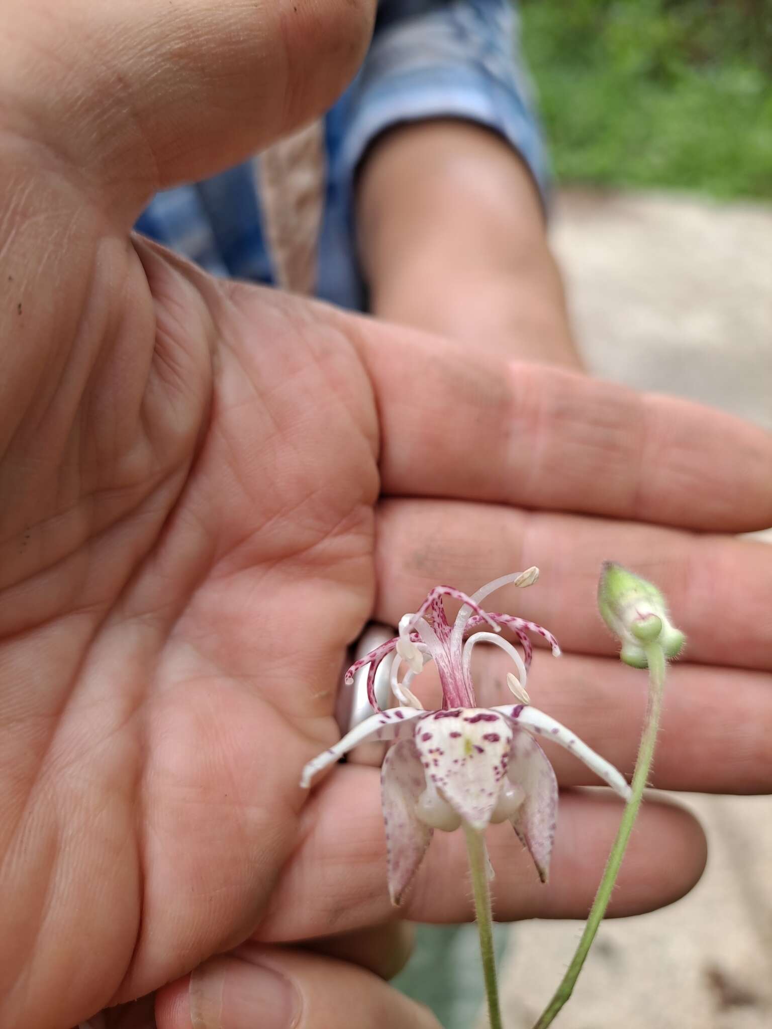 Image de Tricyrtis macropoda Miq.