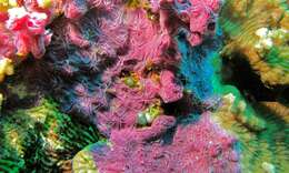 Image of sponges