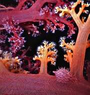 Image of Twotone soft coral