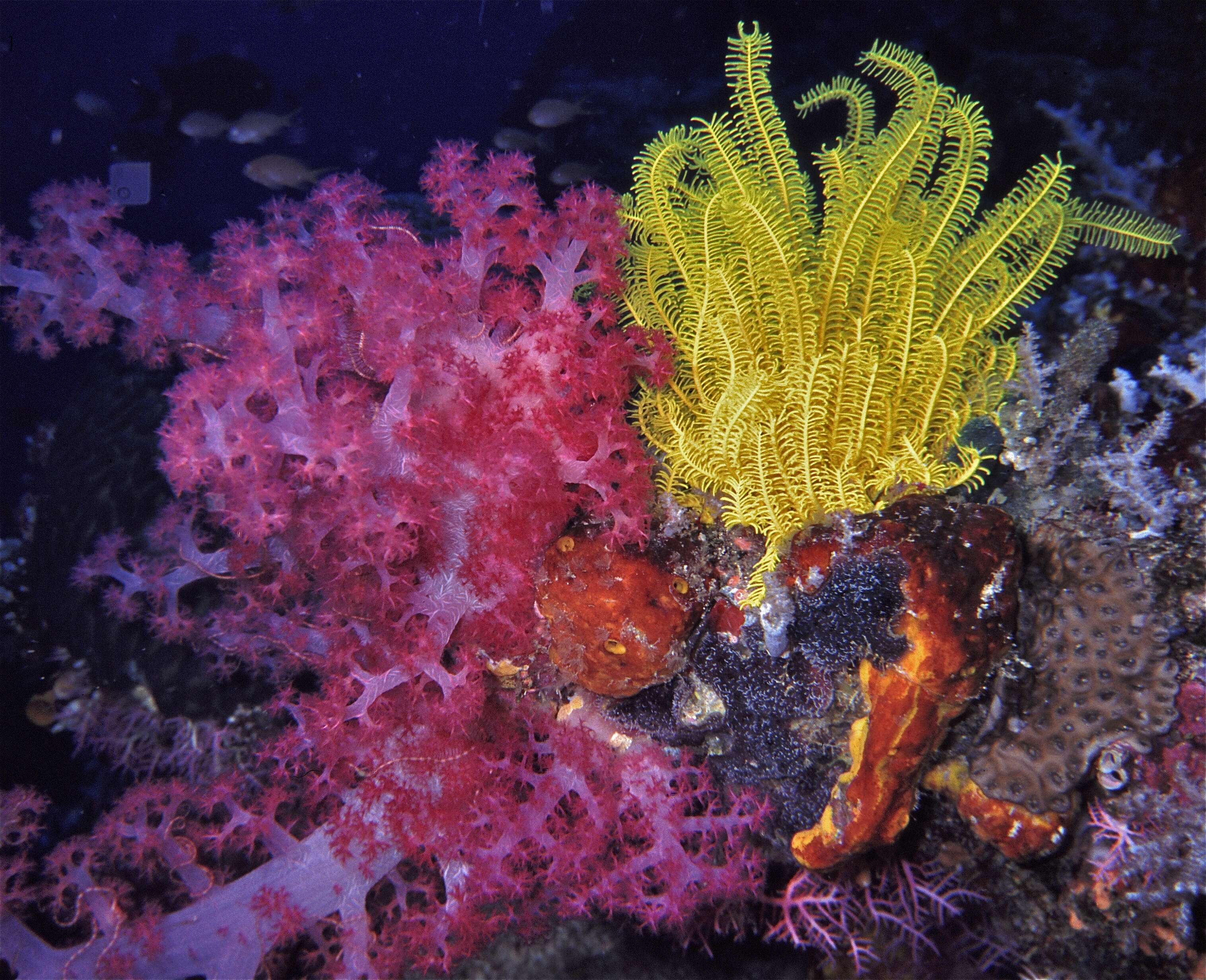 Image of Twotone soft coral