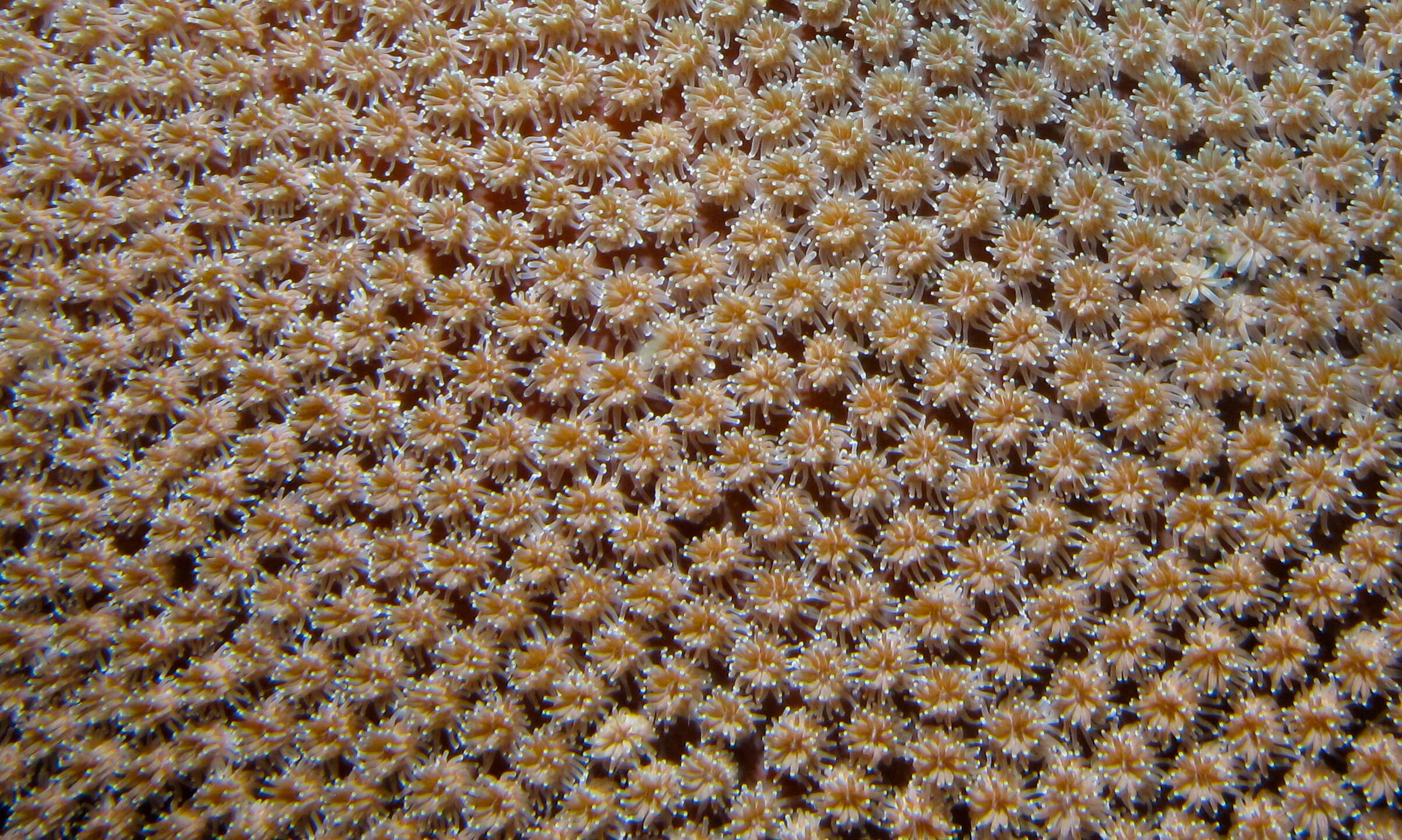 Image of Fluorescence grass coral