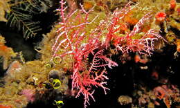 Image of Lace corals