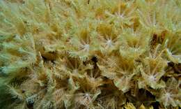 Image of Flower coral