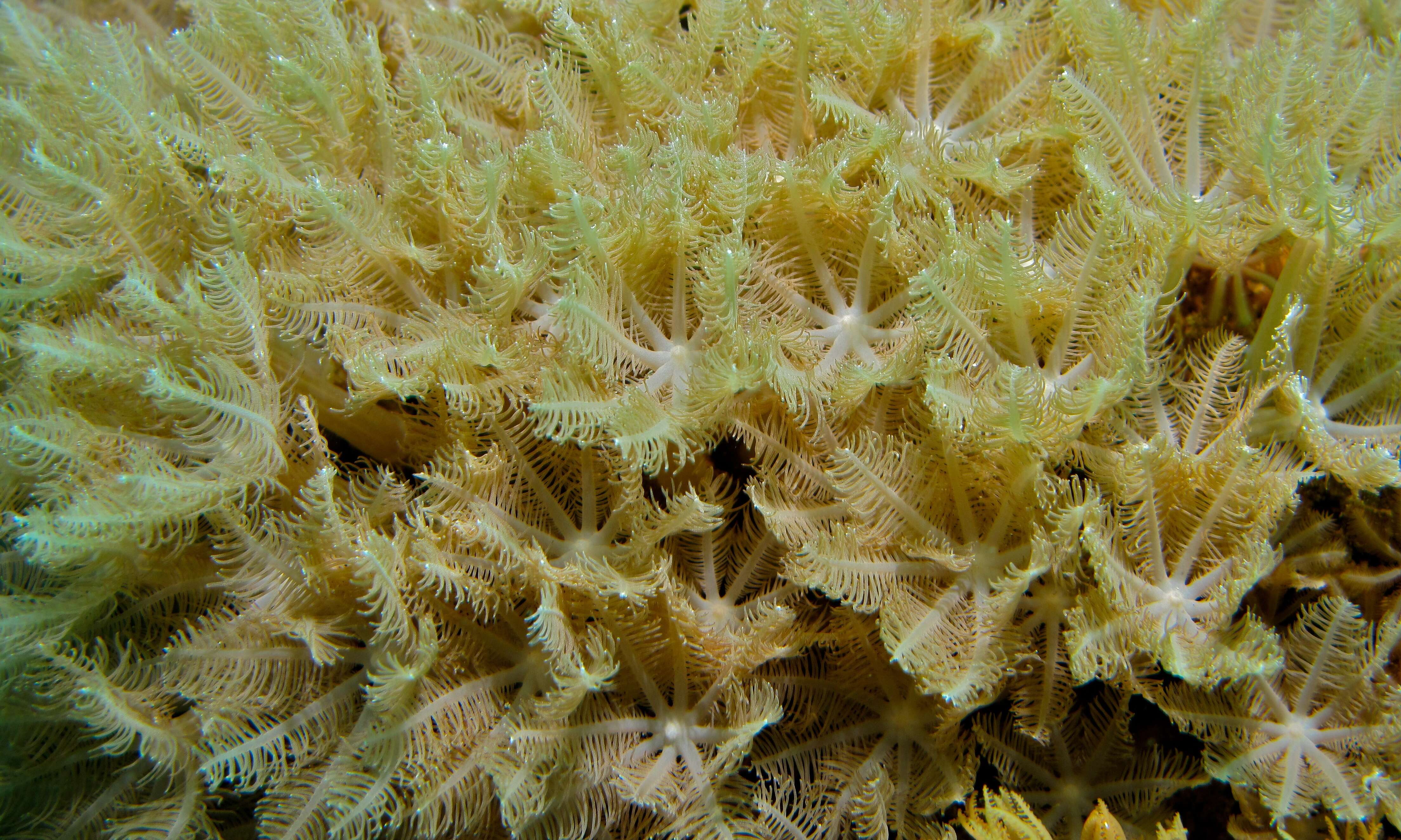 Image of Flower coral