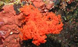 Image of Twotone soft coral