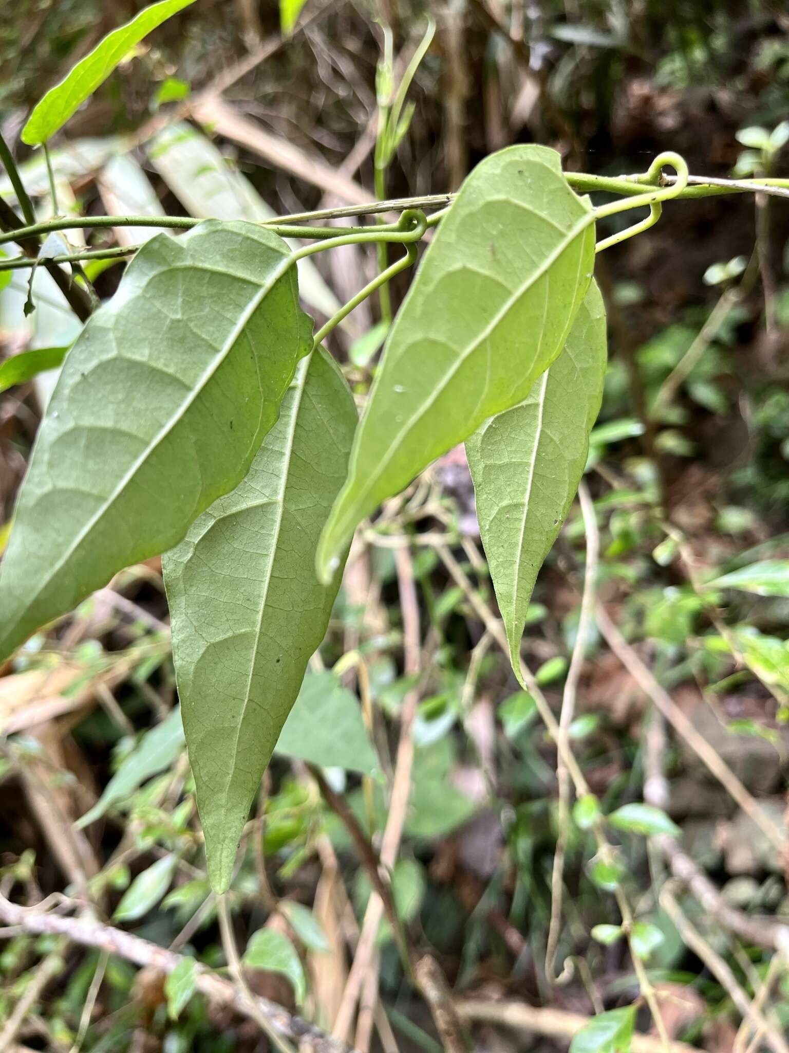 Image of Marsdenia tinctoria R. Br.