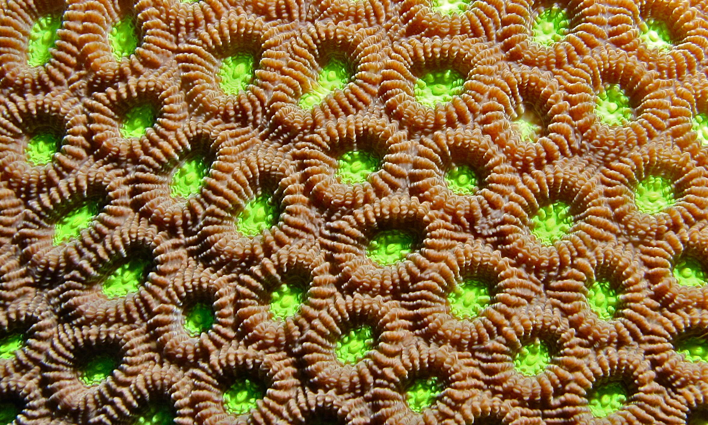 Image of Honeycomb coral