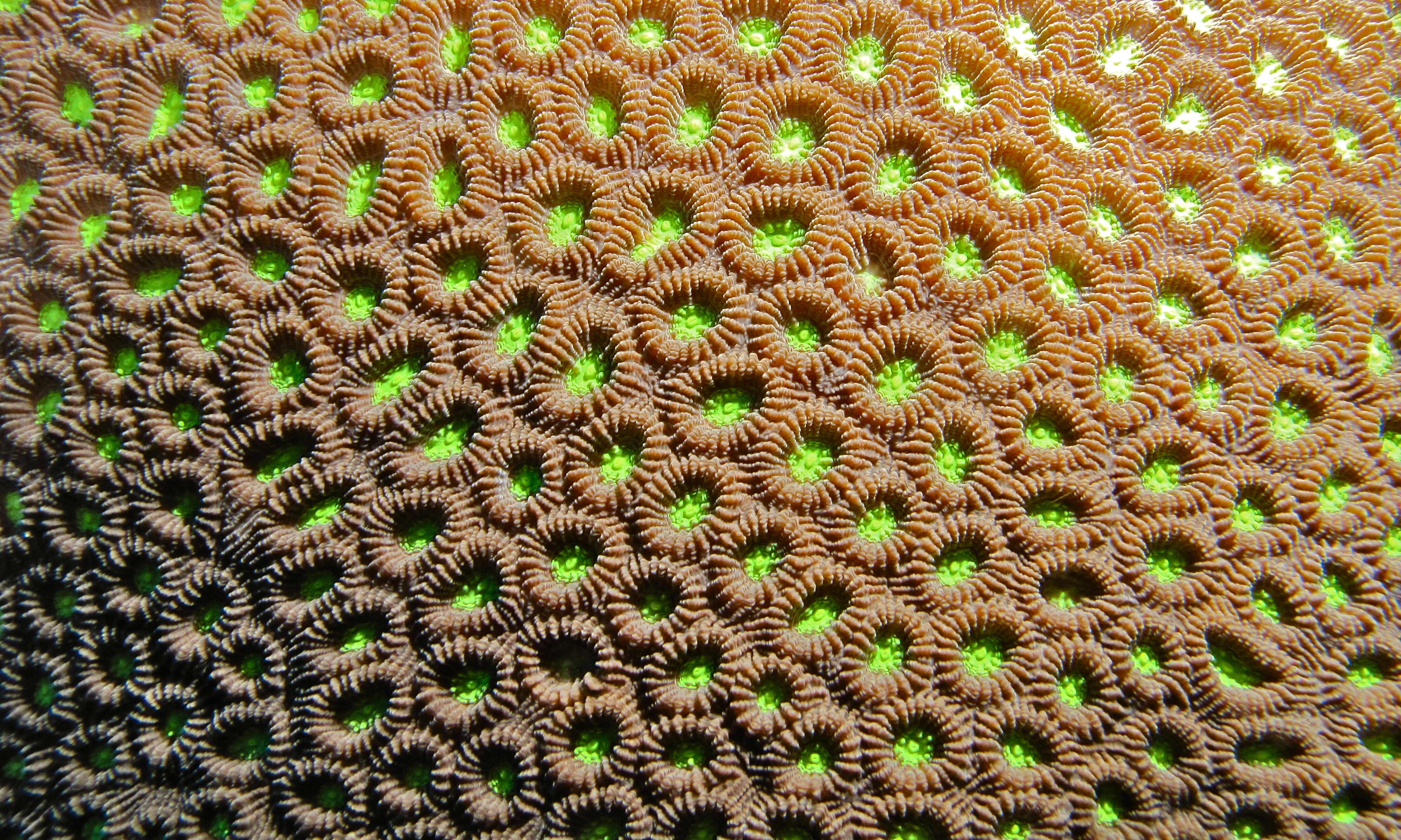 Image of Honeycomb coral