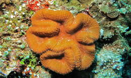 Image of brain coral