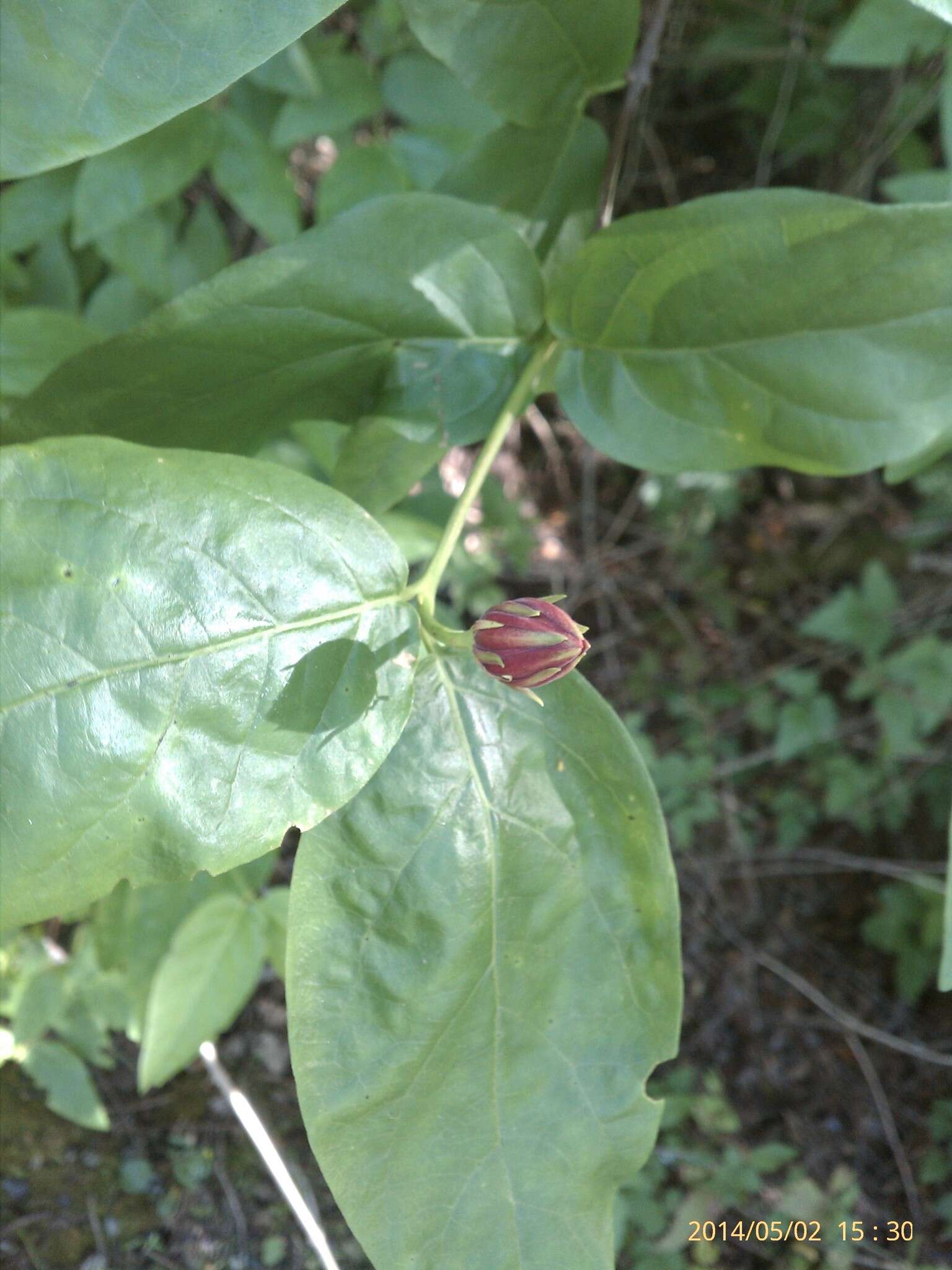 Image de Calycanthus occidentalis Hook. & Arn.