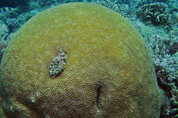 Image of Lesser valley coral