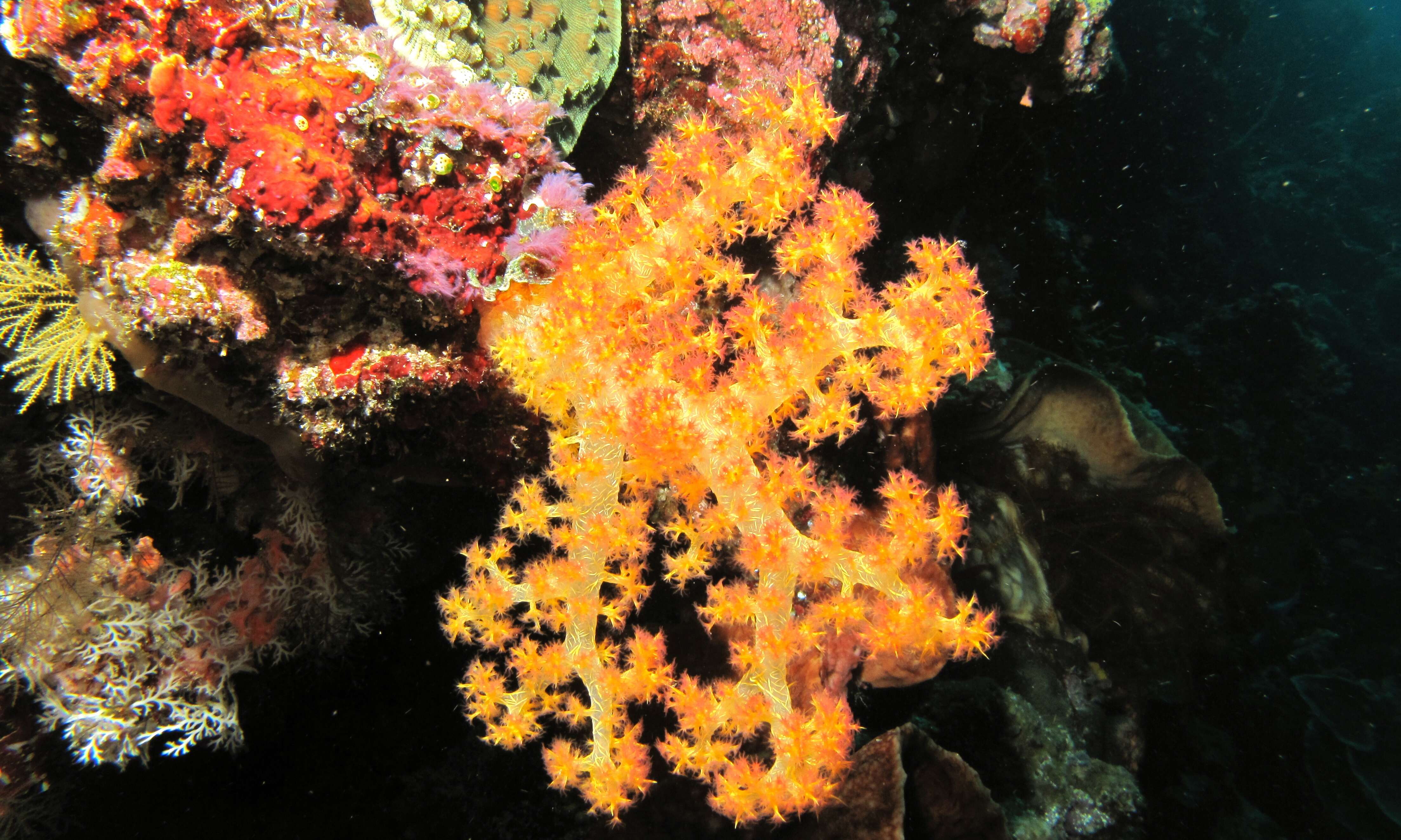 Image of Twotone soft coral