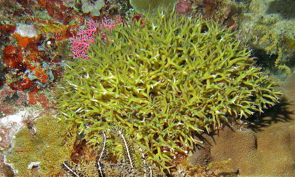 Image of Thin Birdsnest Coral