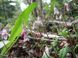 Image of Linnaea borealis var. longiflora Torr.