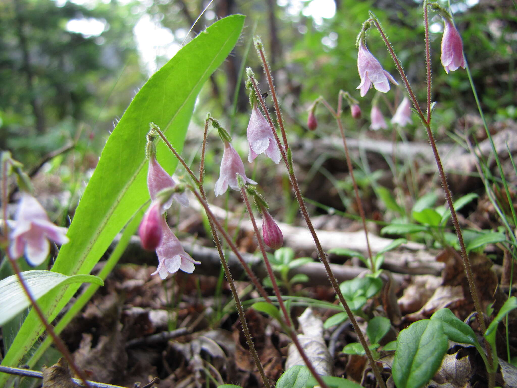 Image of Linnaea borealis var. longiflora Torr.