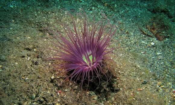 Image of Large tube anemone