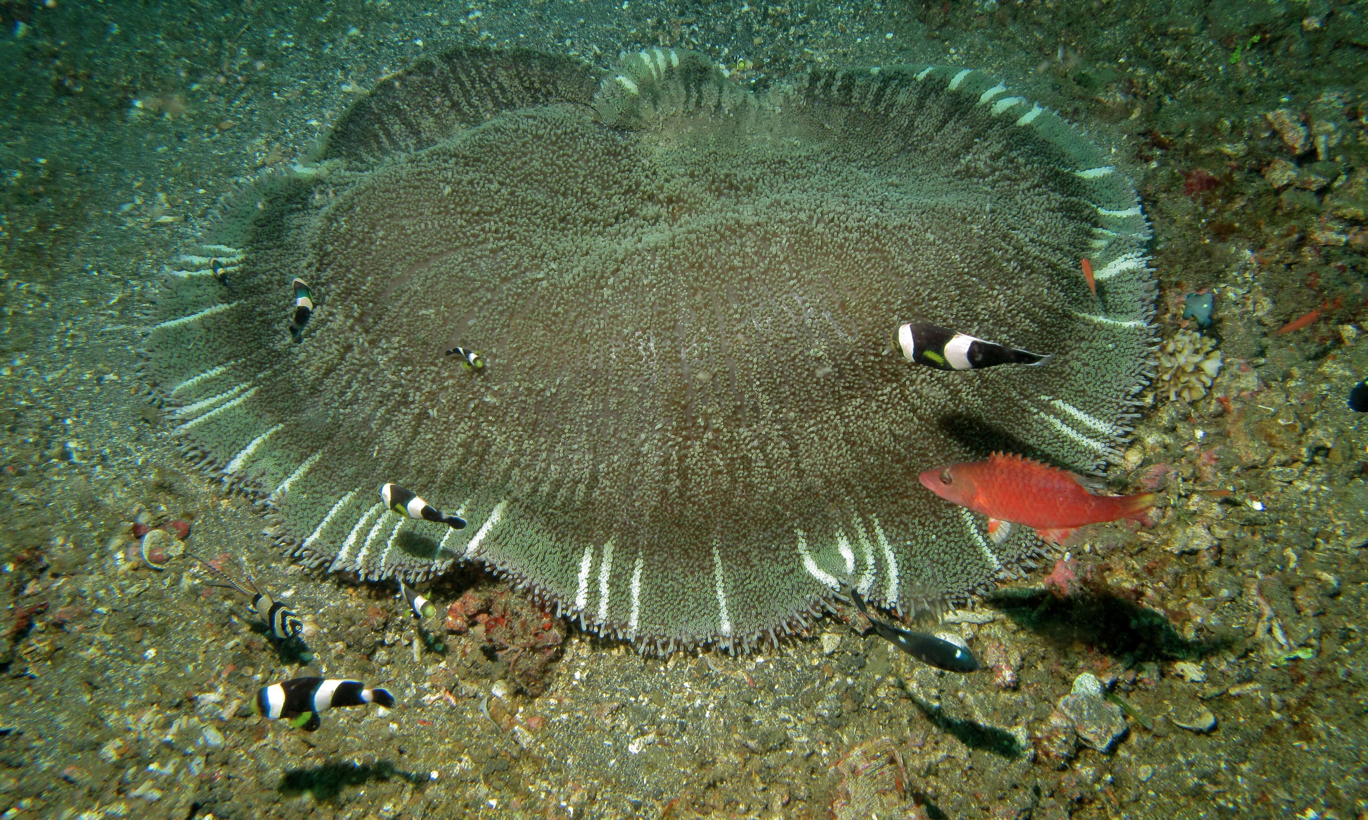 Image of Saddleback clownfish