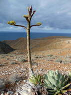 Sivun Agave sebastiana Greene kuva