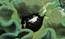 Image of common egg cowrie