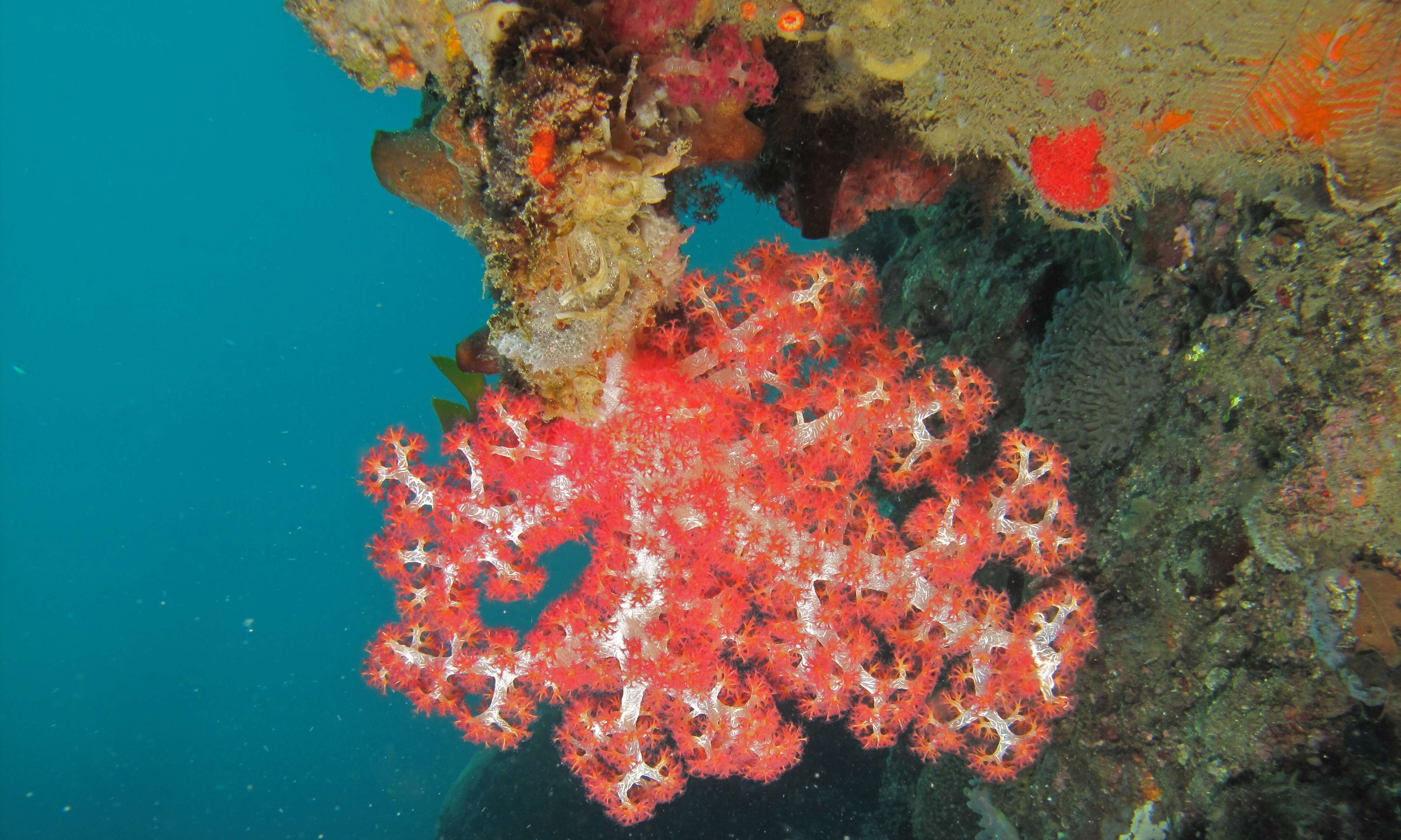 Image of Twotone soft coral