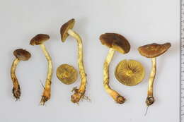 Image of Cortinarius bataillei (J. Favre ex M. M. Moser) Høil. 1984