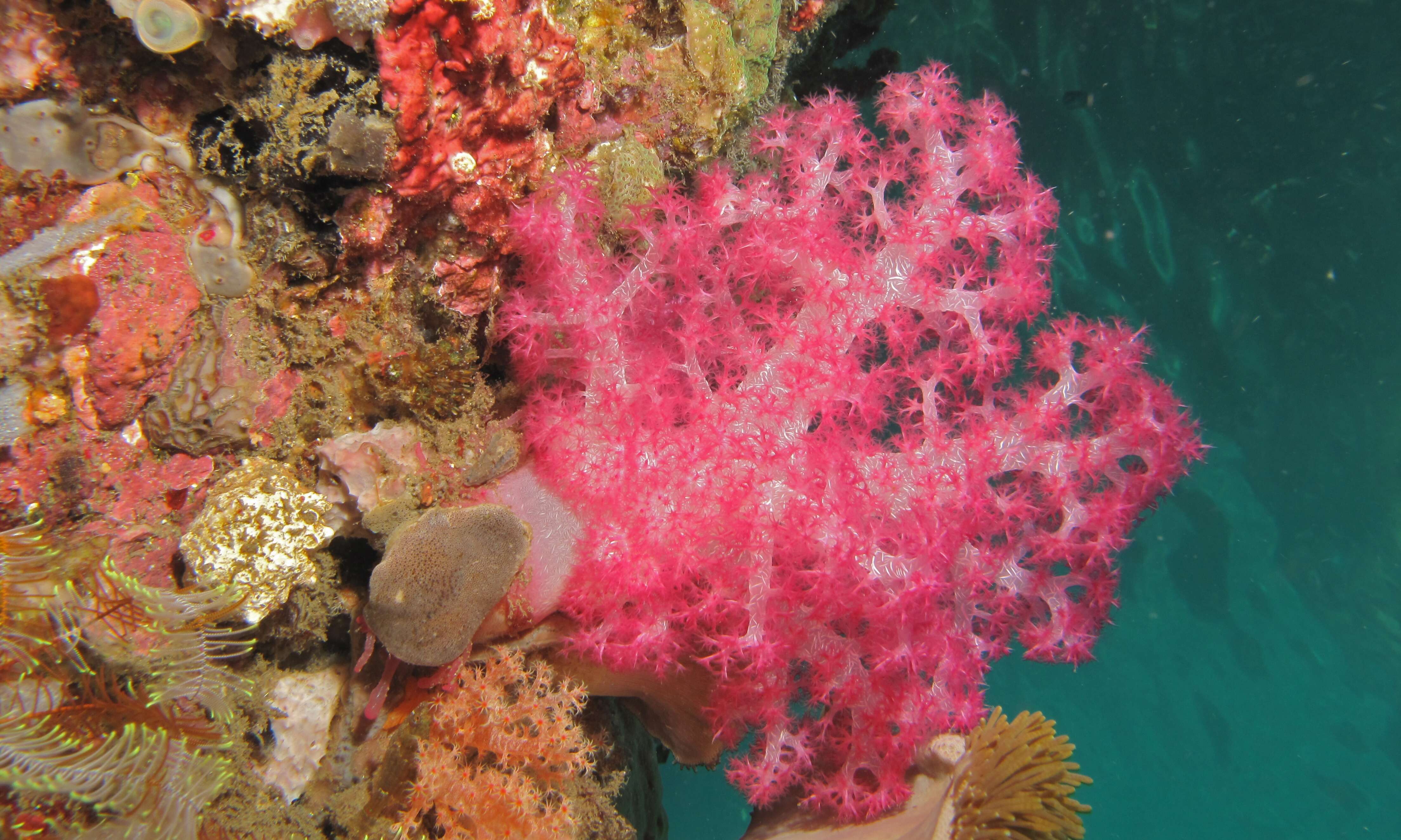 Image of Twotone soft coral