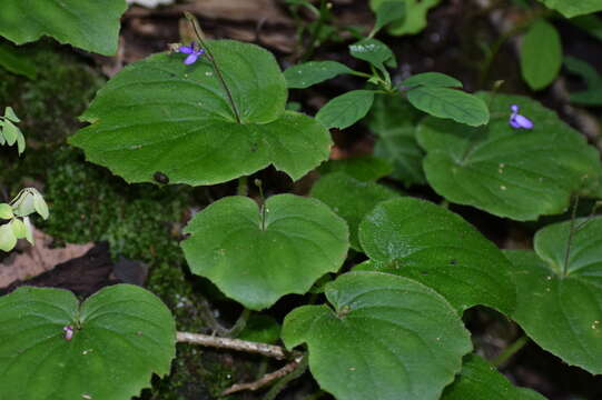 Image of Platystemma violoides Wall.