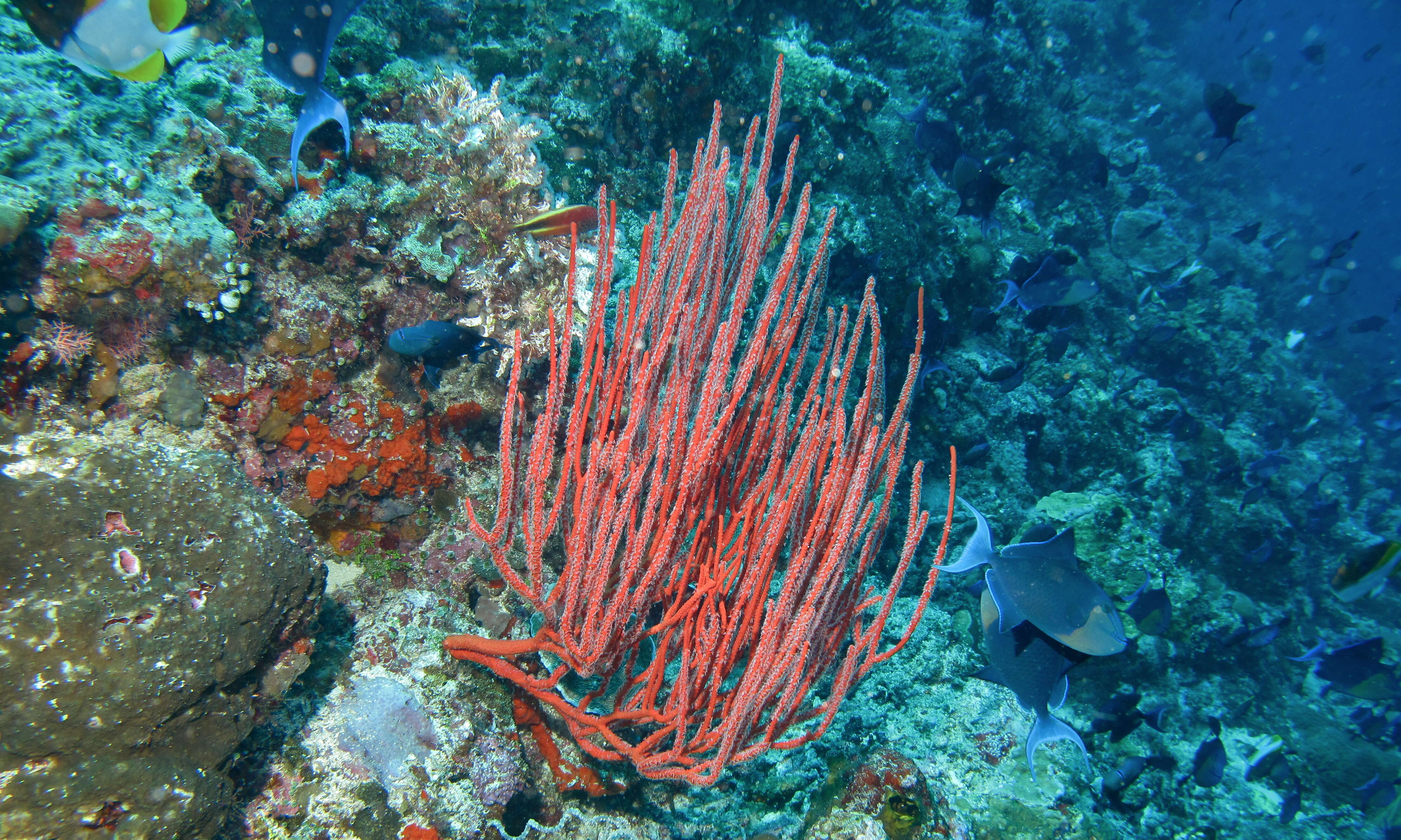 Image of Orange sea whips