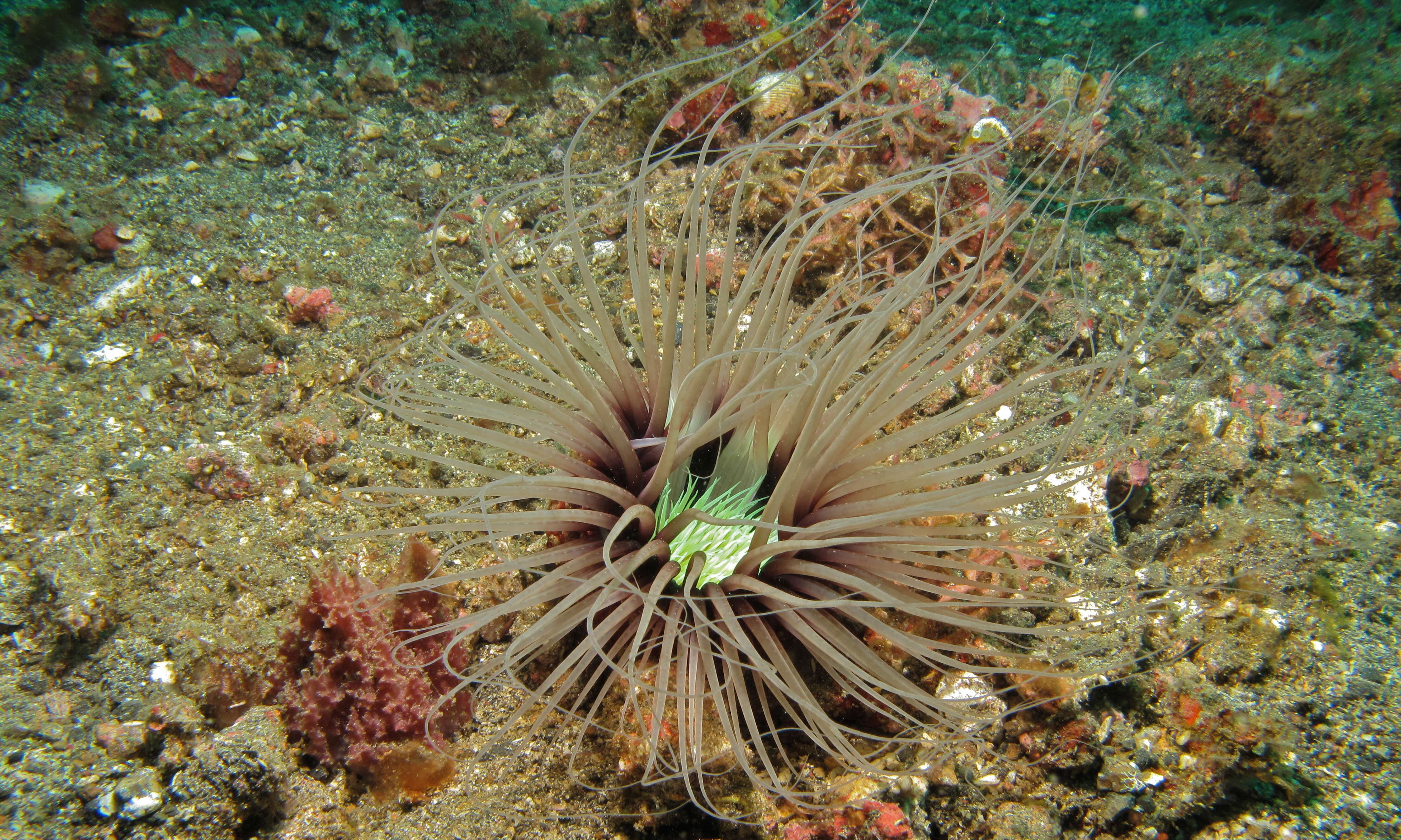 Sivun Cerianthus filiformis Carlgren 1924 kuva