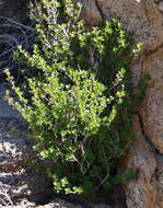 صورة Myrothamnus flabellifolius (Sond.) Welw.