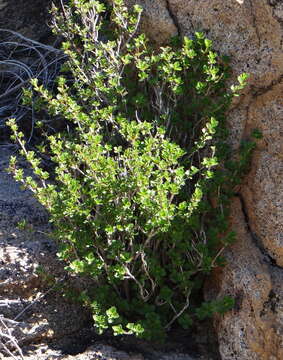 Image de Myrothamnus flabellifolius (Sond.) Welw.