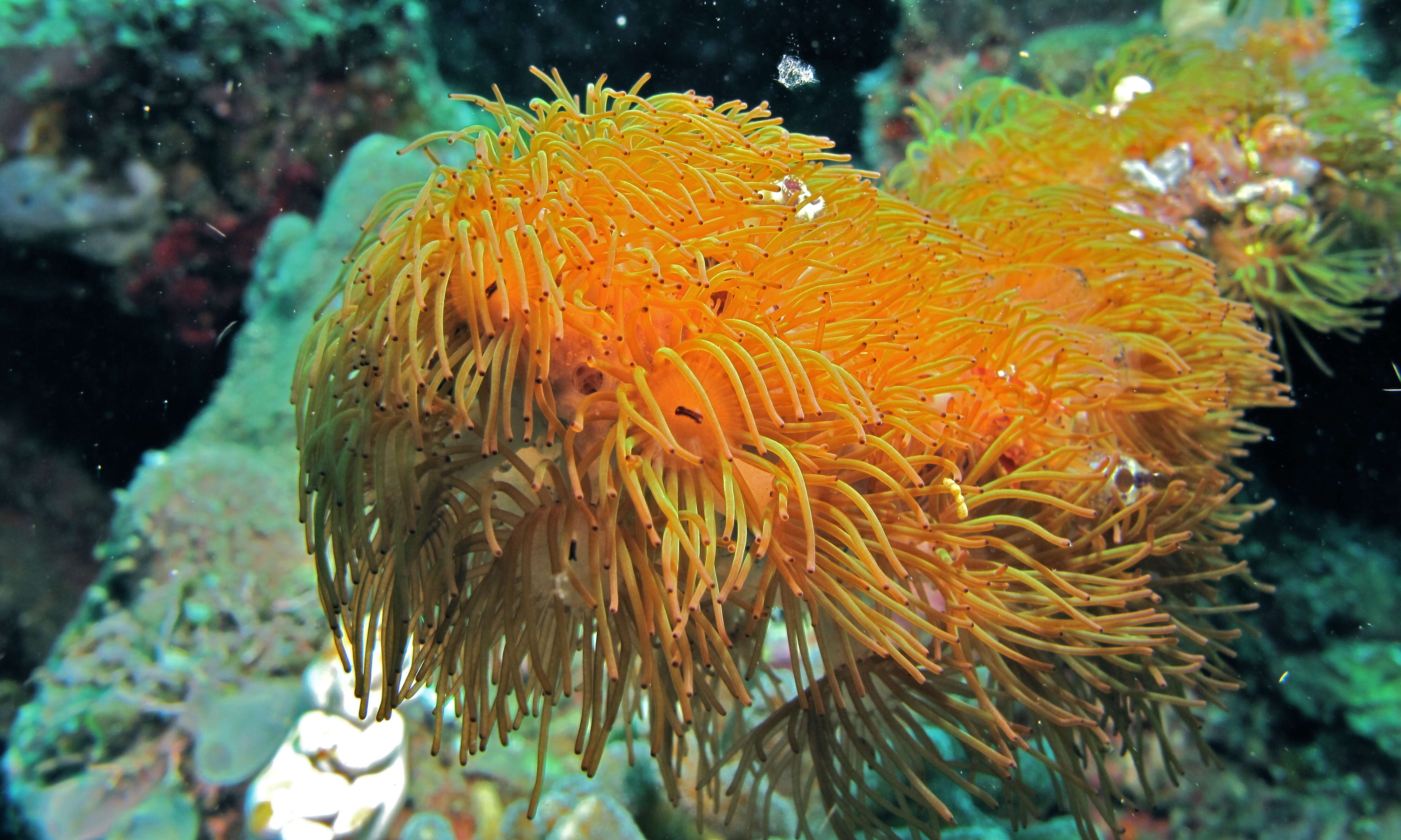 Image of symbiotic colonial anemones