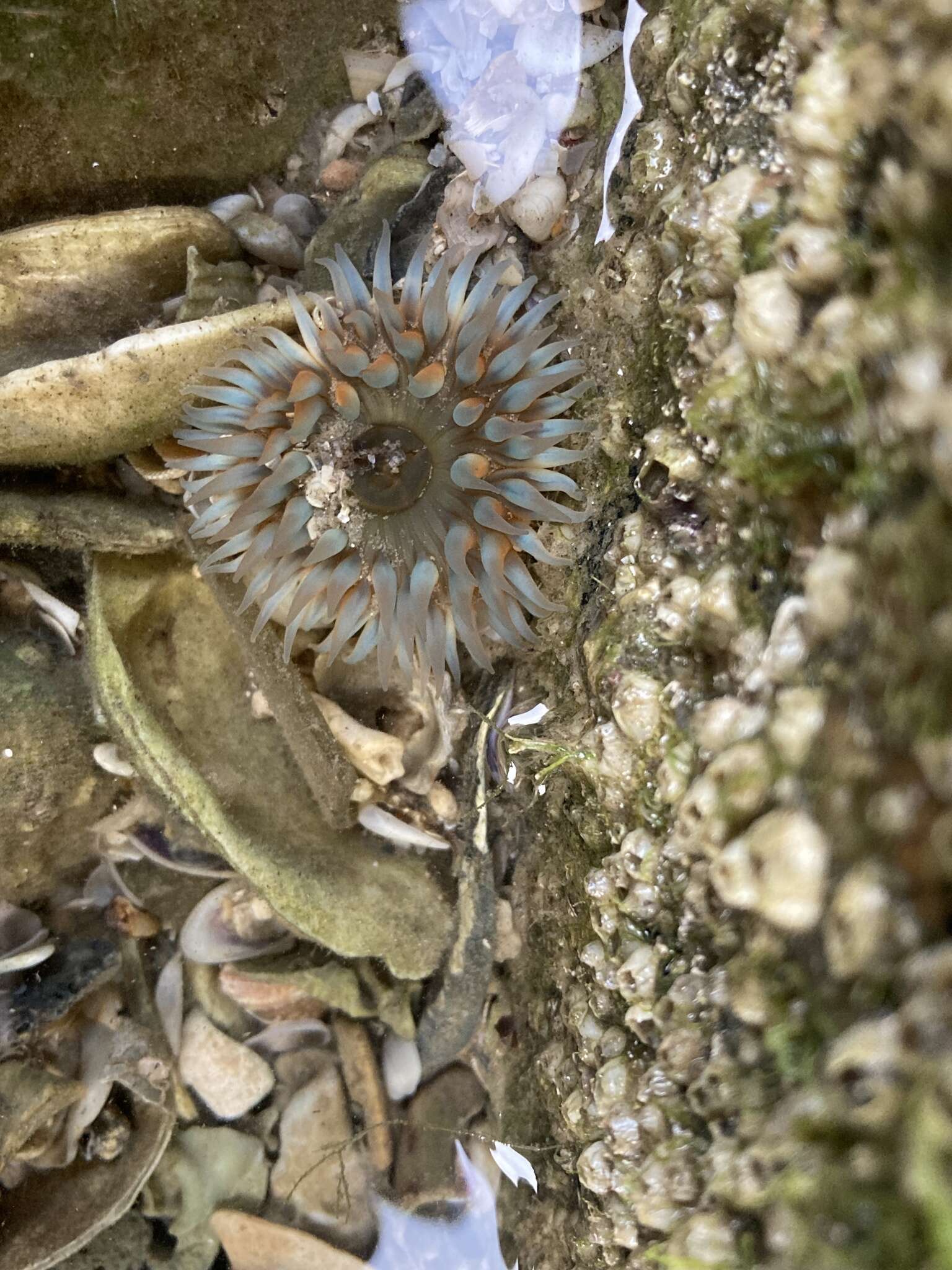 Image of Bunodosoma cavernatum (Bosc 1802)